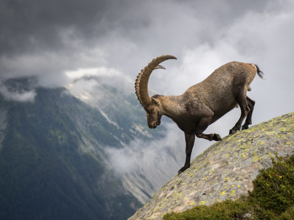 Ибексы: альпийские козероги (2)