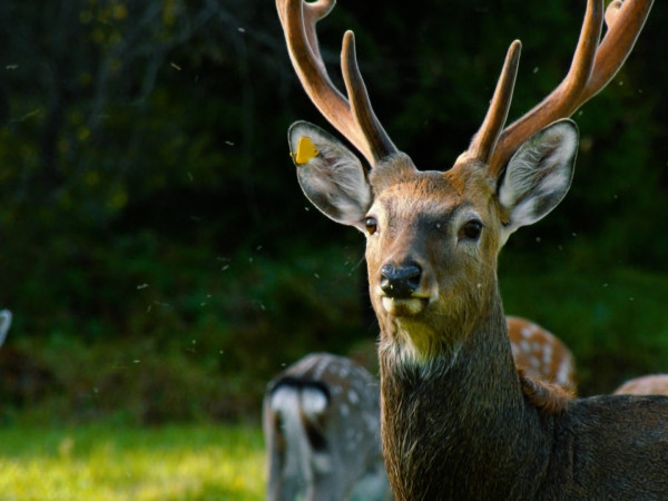 Вольерное хозяйство. Тверская область. Пеновский район