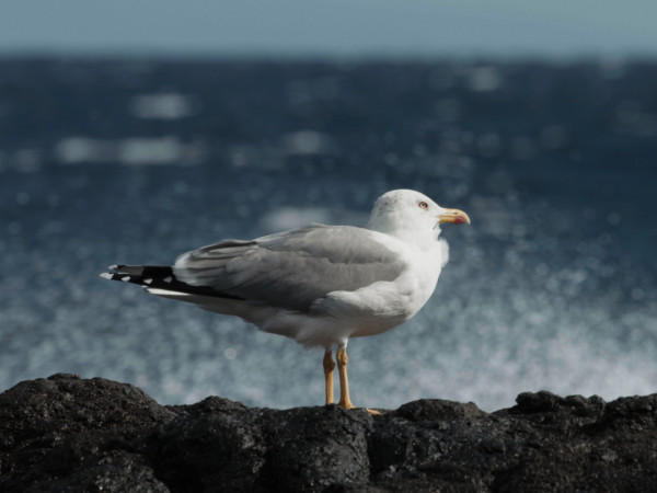 Дикие острова Лансароте