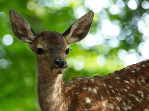 Бемби. История жизни в лесу