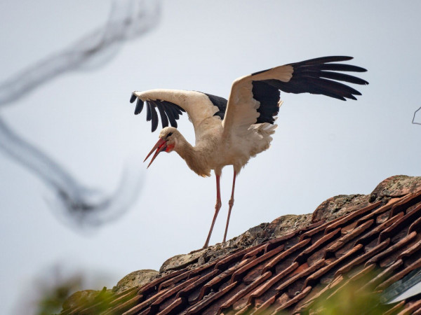 Аисты Луангвы