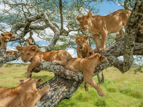 Большие кошки Серенгети