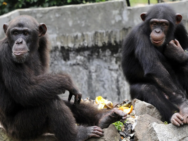Обезьяны и не только