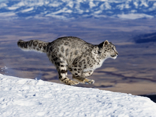 Стайные атаки в дикой природе