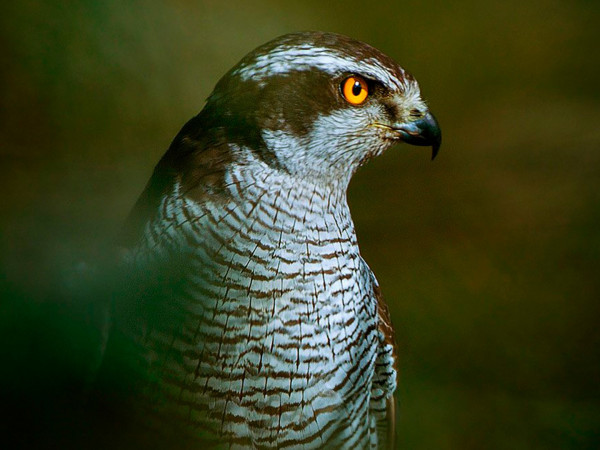 Средиземноморские охотники