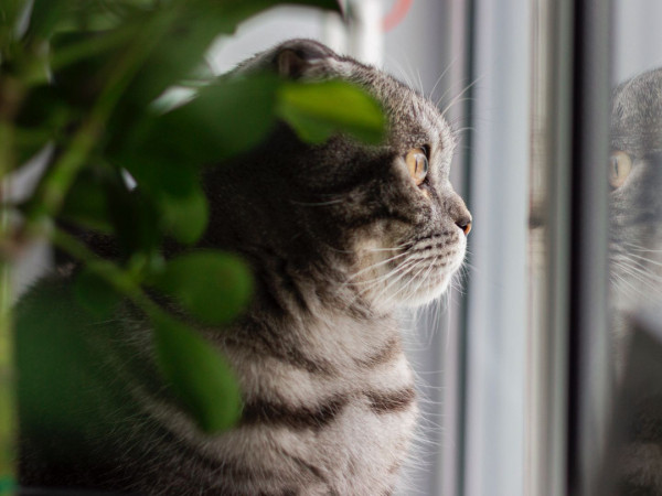 У меня пропал питомец