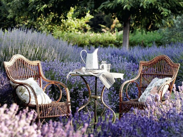 Обнови свой сад (2)