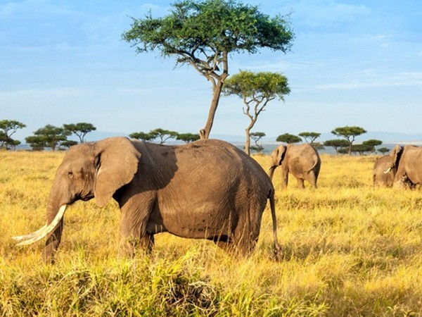 Африканское сафари