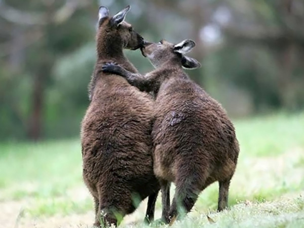 Любовь в дикой природе