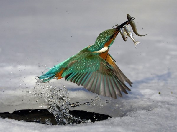 По совету Кузьмина