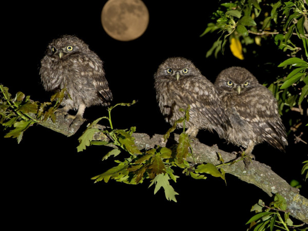 Совы — повелители ночи (2)