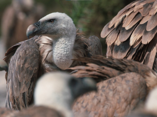 Дневники дикой природы