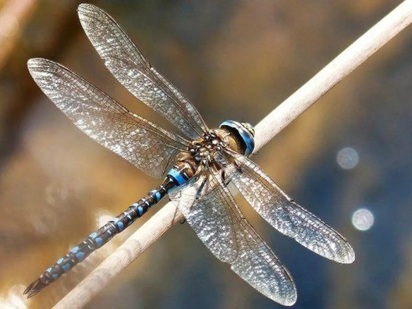 Стрекоза: летающий дракон (2)