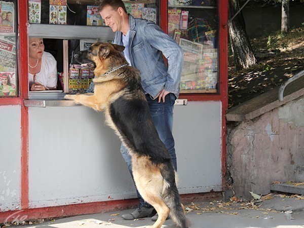 Возвращение Мухтара 2