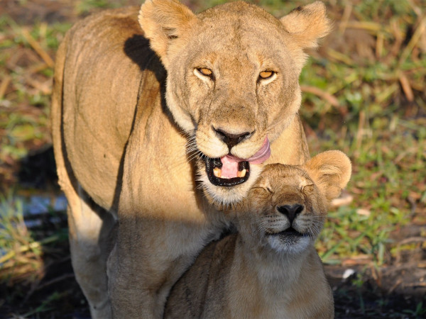 Детский сад для зверят (2)