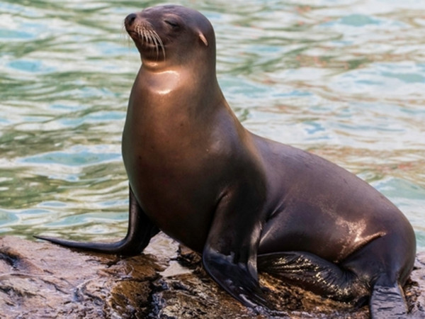 Медицинская помощь для морских львов