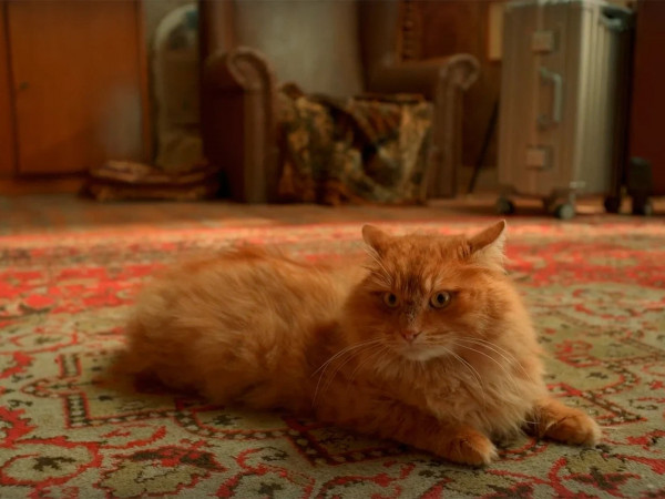 Котострофа