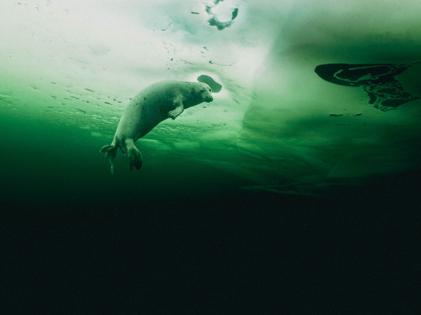 Тайна жизни тюленей