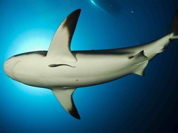 Один на один с акулой