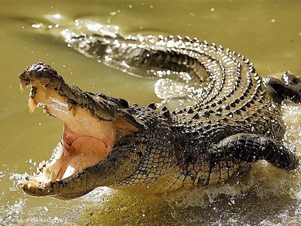 Акулы против крокодилов
