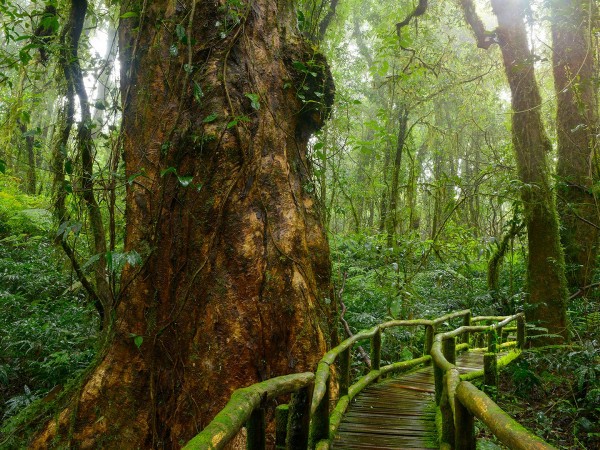 Планета джунглей