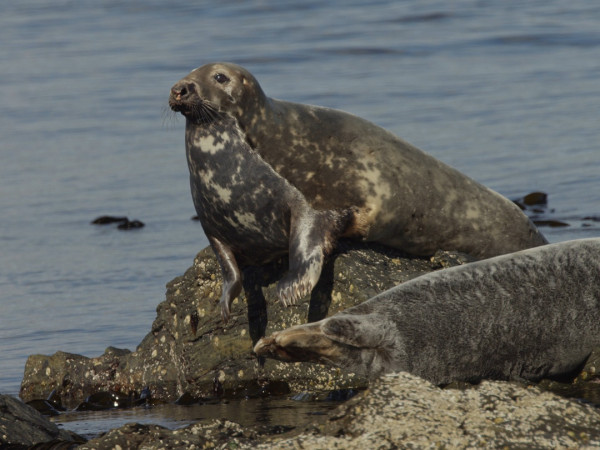 Серые тюлени. Путь к выживанию