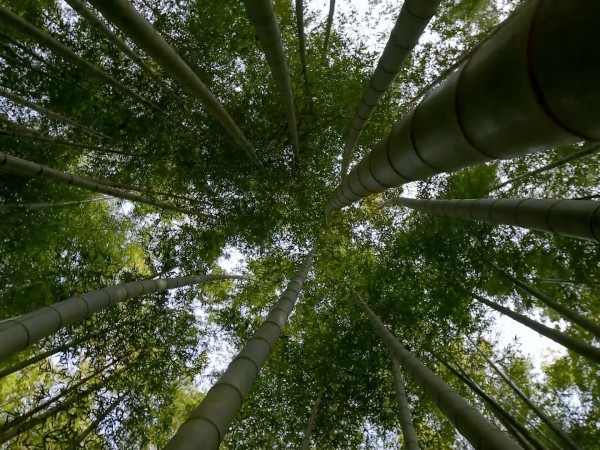 Зеленые Животные