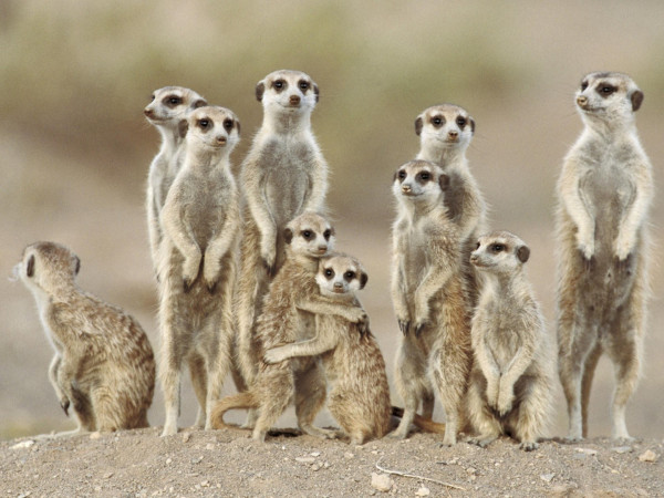 Наша большая семья