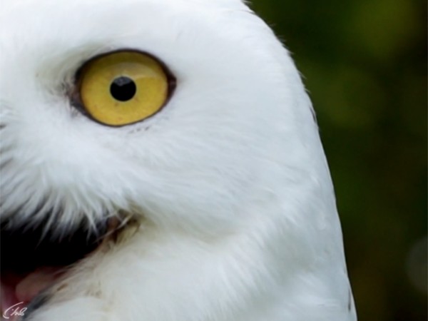 Дом с хвостом