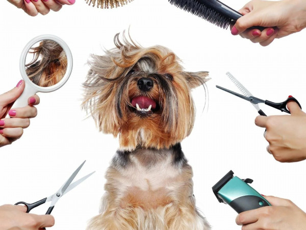 Битва грумеров