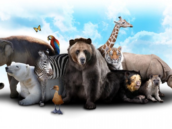 Король морей — орлан