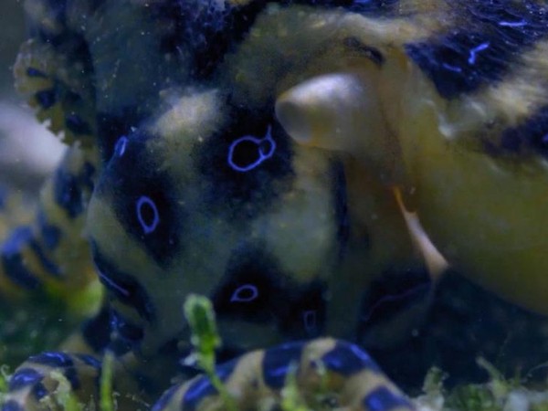 Самые ядовитые животные мира