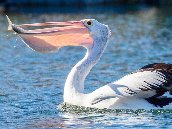 Тайна гигантских птиц