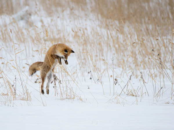 Как они это делают?
