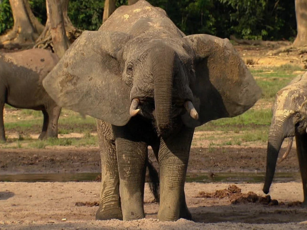 Слоны: большие перемены