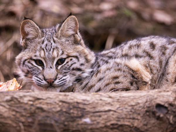 Мои дикие кошки (2)