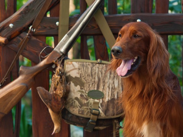 Охотничий инстинкт (2)