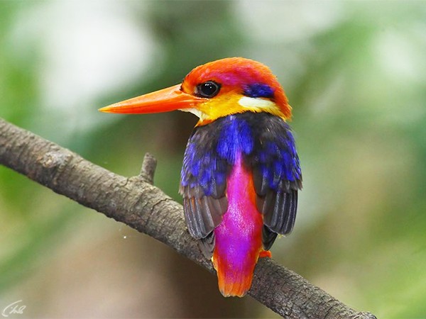 Летающая радуга