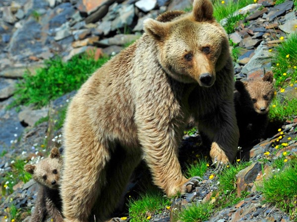 Кавказский бурый медведь