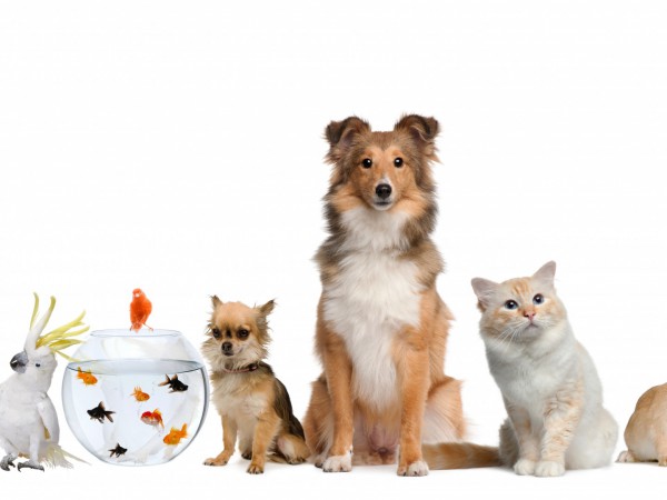 Один день на рифе: Сипадан