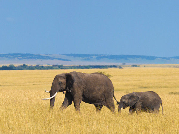 Символы дикой природы