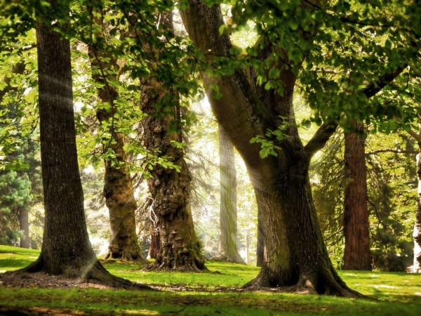 Сокровища природы