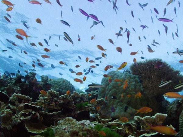 Большой барьерный риф (2)