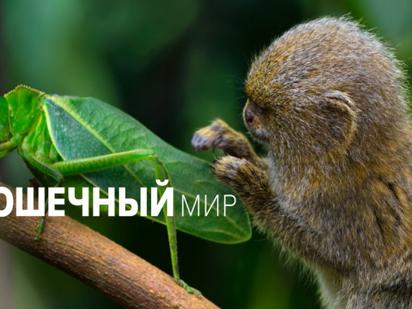 Крошечный мир