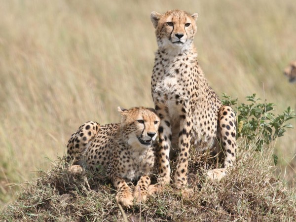 Семейные узы в дикой природе