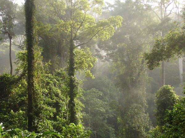 Дикий Борнео