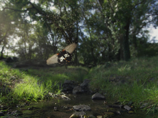 Превращение в бабочку (2)