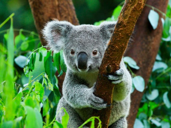 Спаситель коал (2)