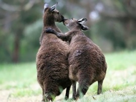 Любовь в дикой природе