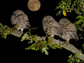 Совы — повелители ночи